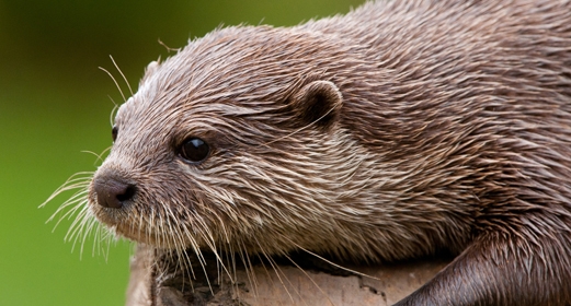 New! Meet our otters