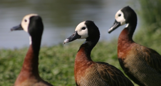 World Wetlands