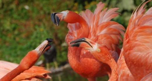 Caribbean flamingos