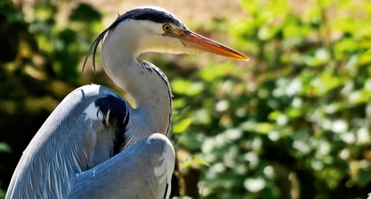 Abundant bird life