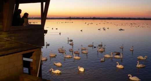 Migrating birds