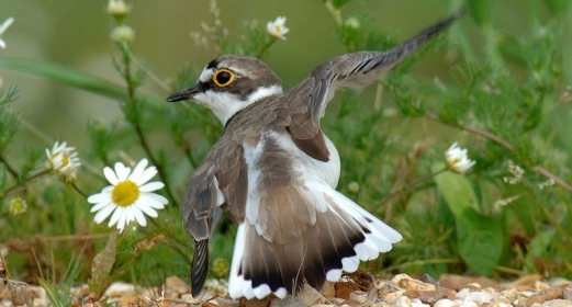 Bird hides