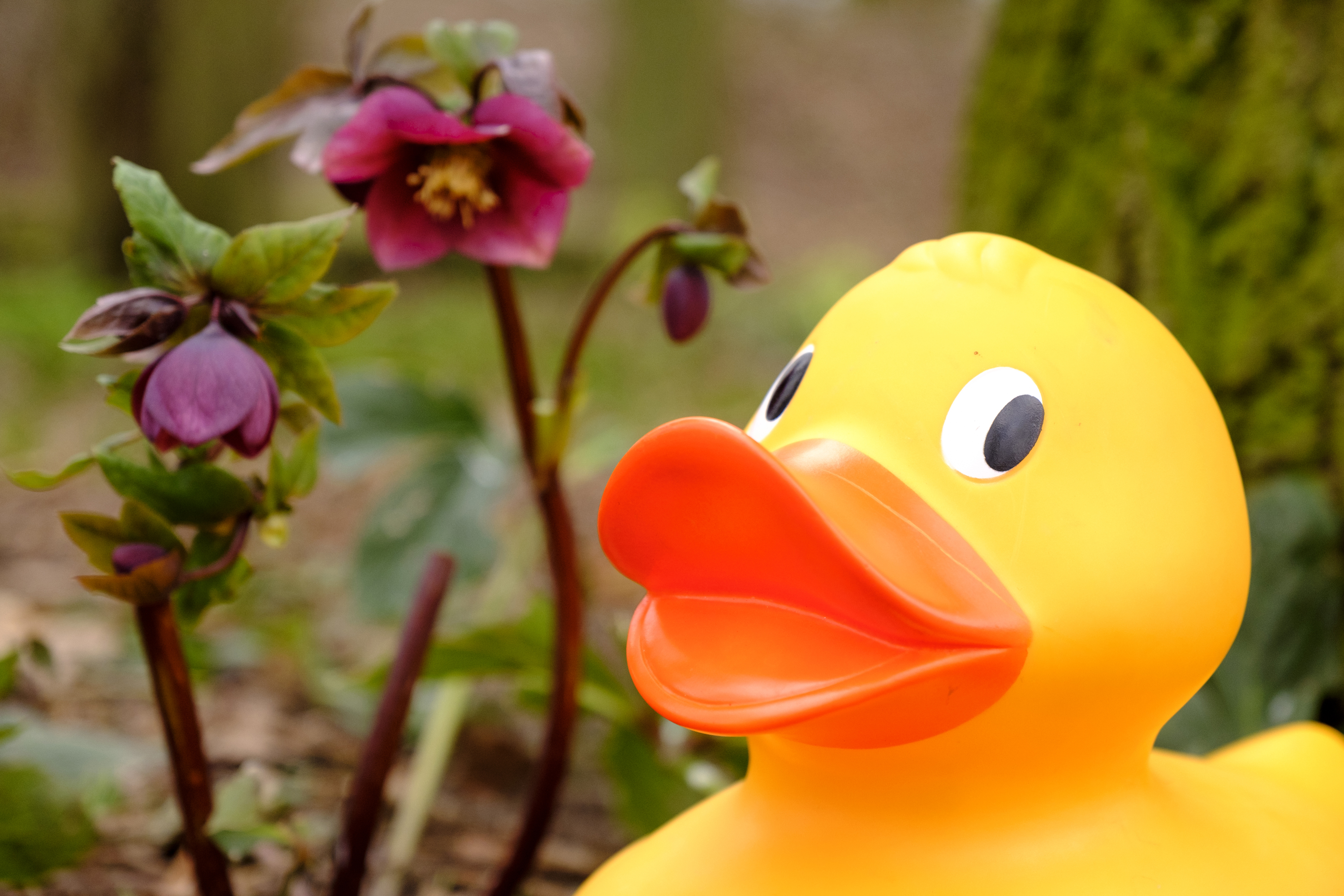 Go quackers with the Giant Easter Duck Hunt