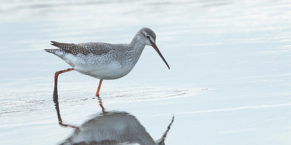 Large spotted redshank in water