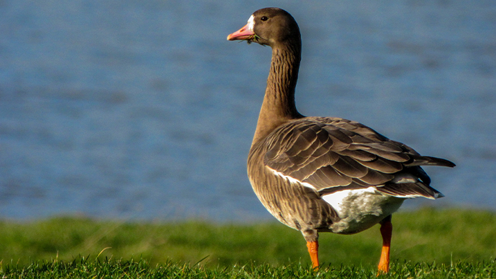 Russian white-fronted goose