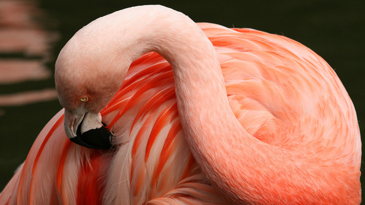 Chilean flamingo pruning its feathers
