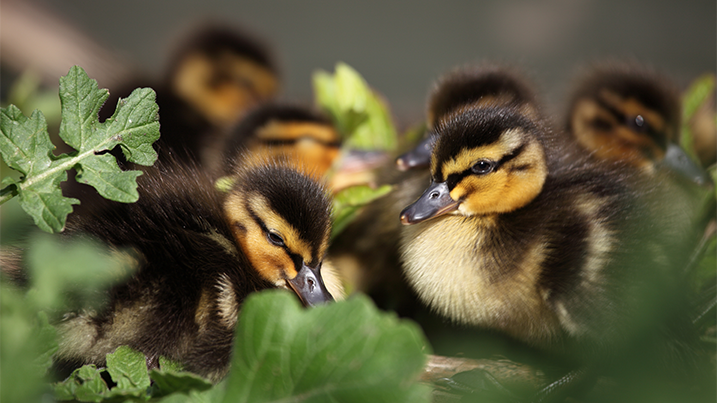 Fluffy mallard ducklings in the spring sunshine