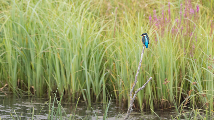 male kingfisher perched on a branch with a backdrop of green grass and reeds and purple loosestrife