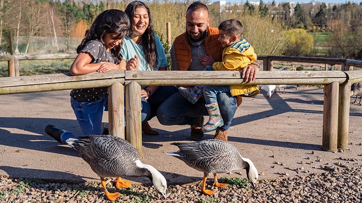 A visiting family enjoying watching a pair of Emperor geese