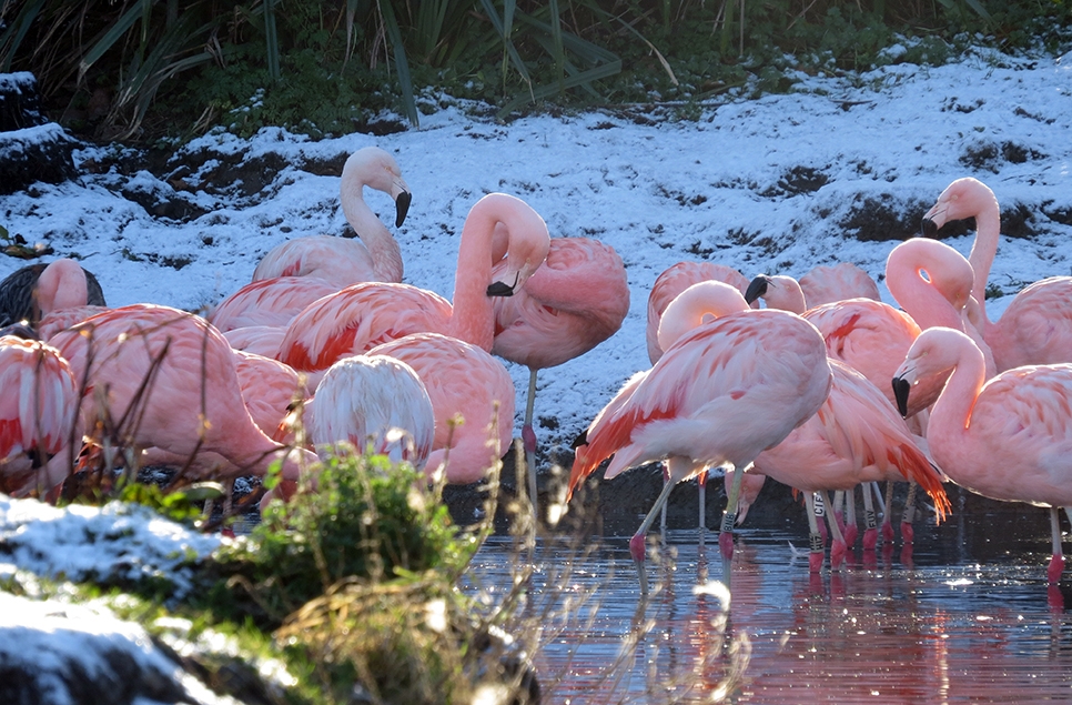 Flamingos in snow Jan 2015 966x635.jpg
