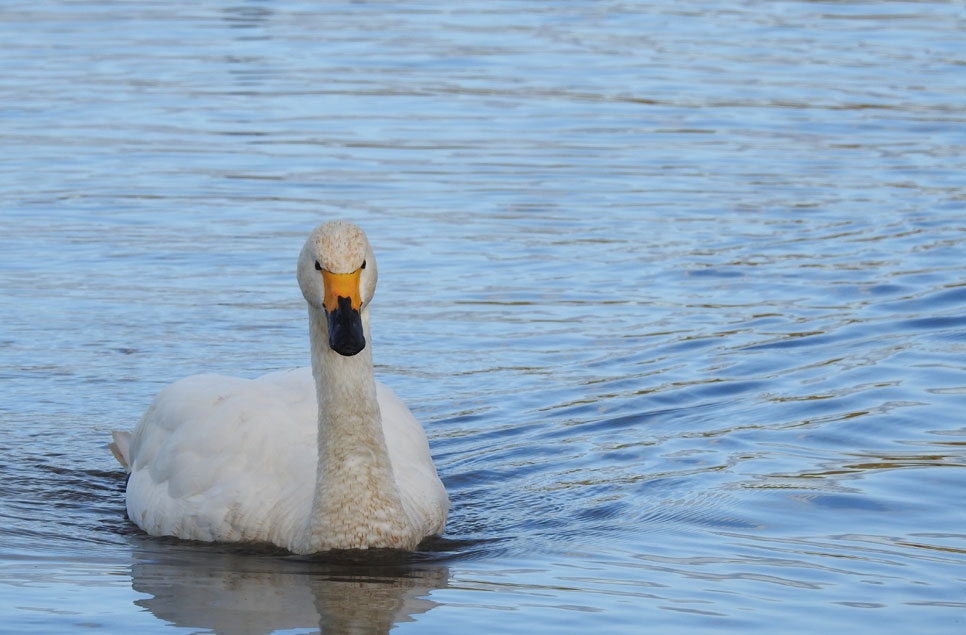 Warming climate and storms see Bewick's make latest arrival since 1965