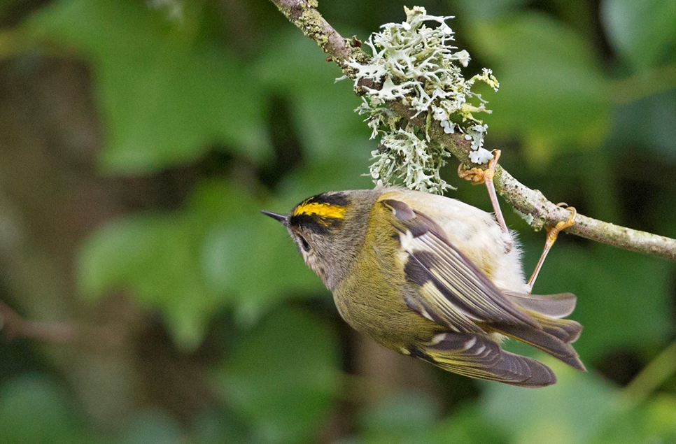 Firecrests, gold crests and redwings