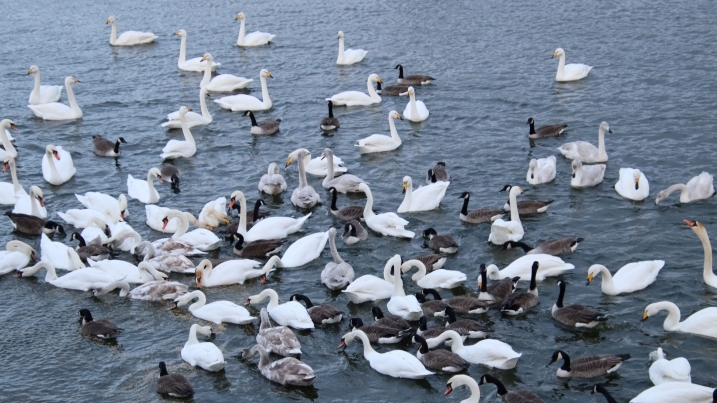swans and geese on the whooper pond by DP.jpg