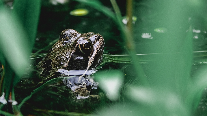 A frog partially submerged in water surrounded by wetland plants
