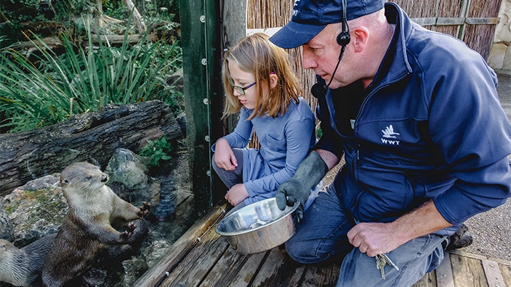 A child and a member of WWT staff watch otters