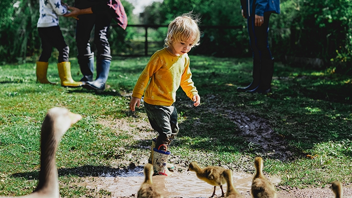 A child wearing wellies walks through a puddle towards greylag goslings