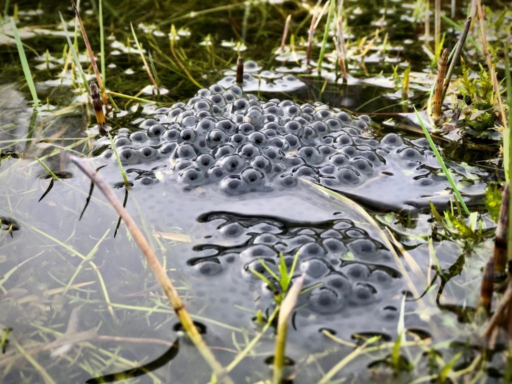 Frogspawn in pond.