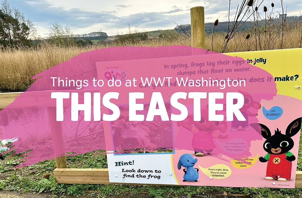 Things to do this Easter at WWT Washington