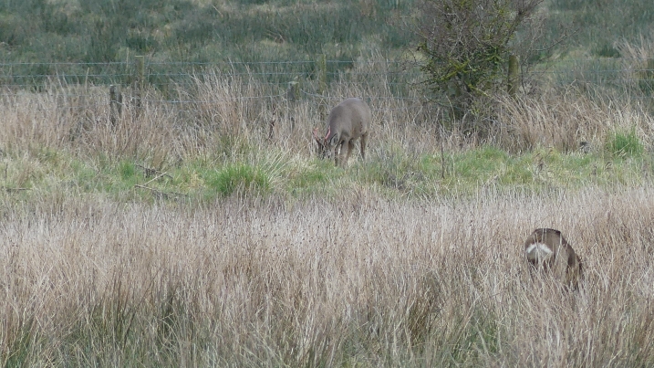 male roe deer with fresh antlers.JPG