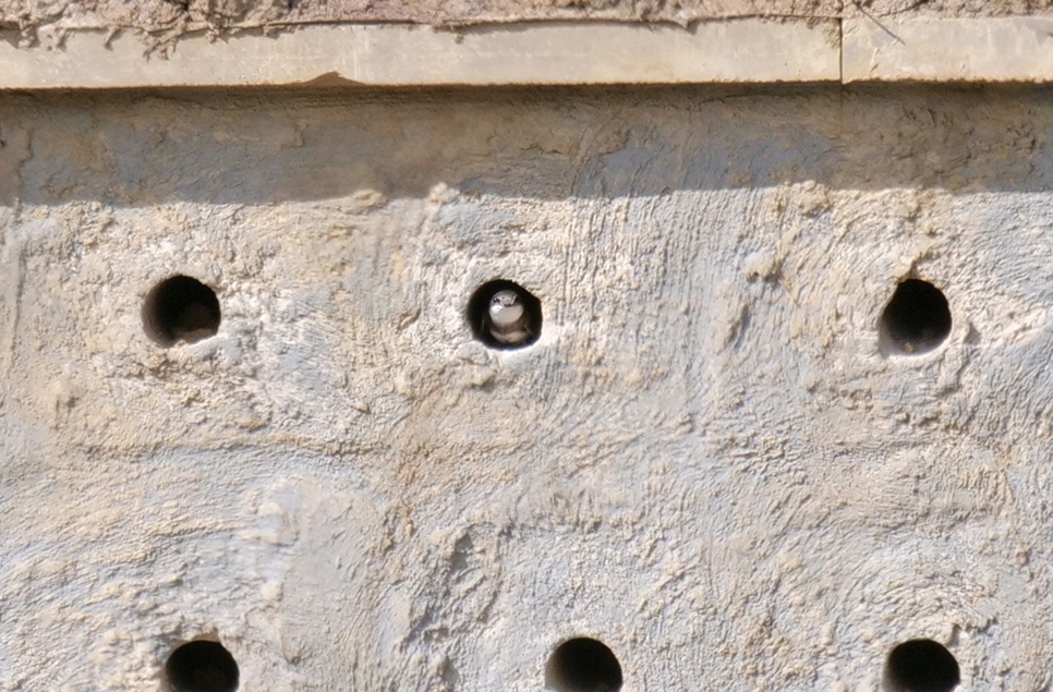 Sand martins check in for summer