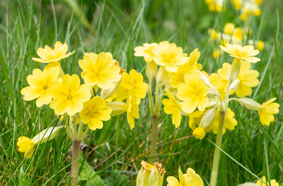 Cowslip or primrose flower - Ian H - April 24 966x635.jpg