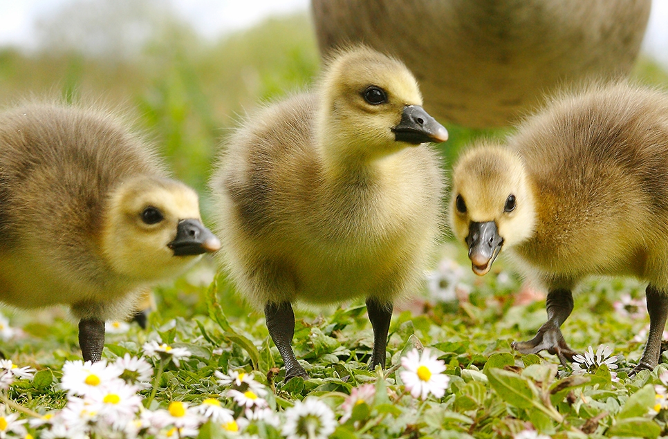 Goslings, ducklings and chicks