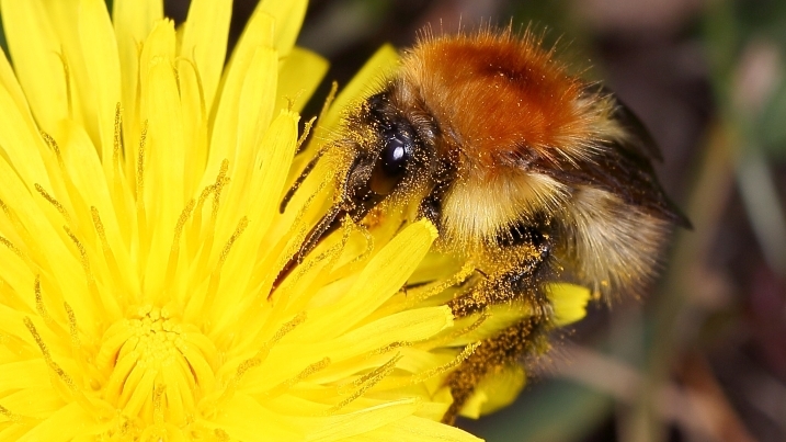 resized Bombus pascuorum Common Carder Bee - Bob Fitzsimmons 5DM30051.jpg