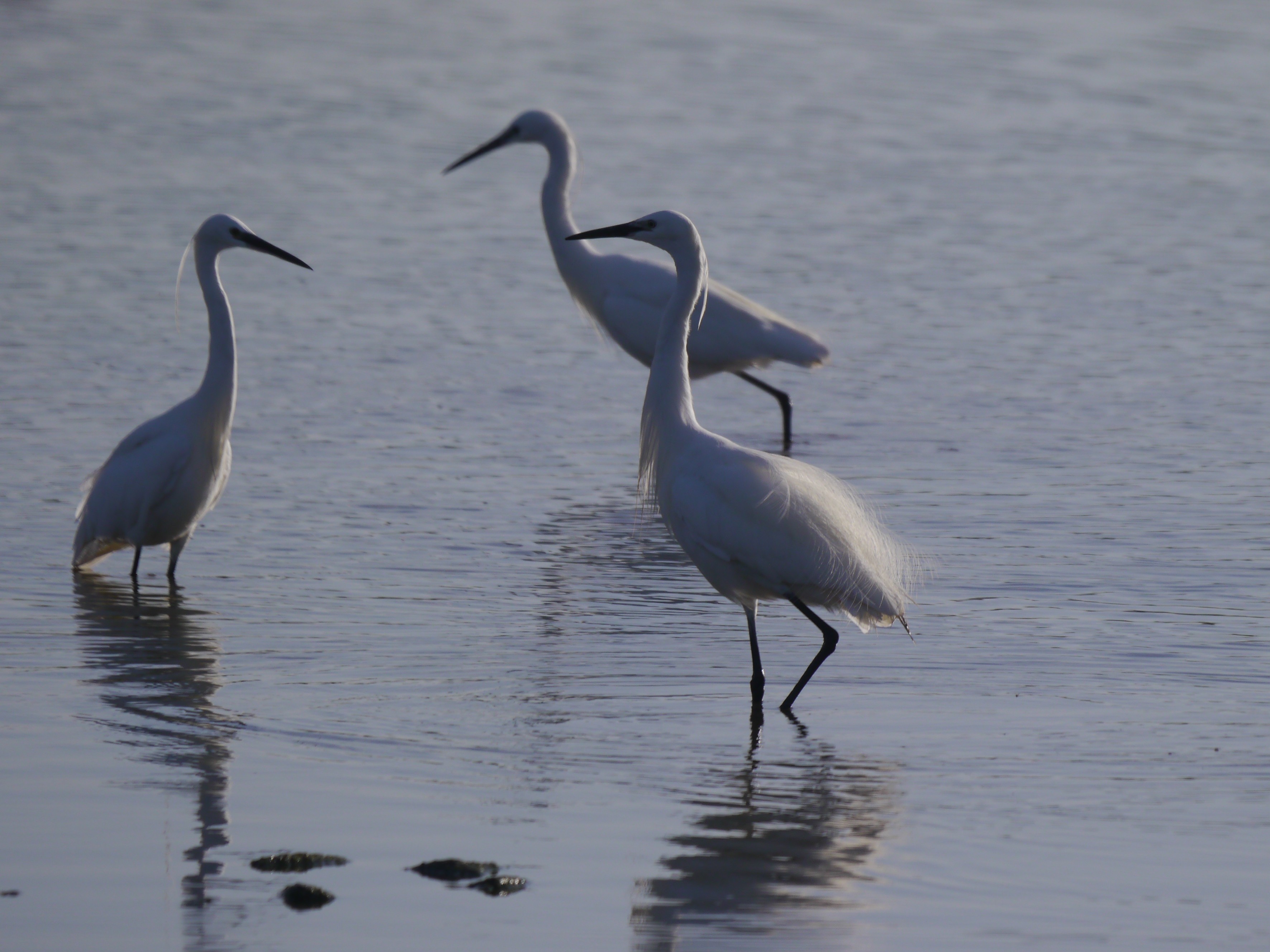 News and sightings to week ending 27 July