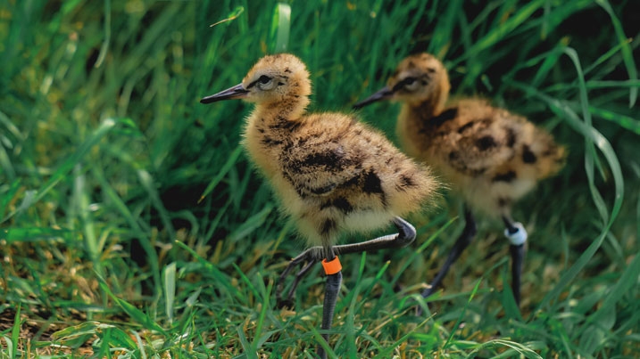 Two godwit chicks in the grass.