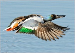 Shoveler - Tom Hines