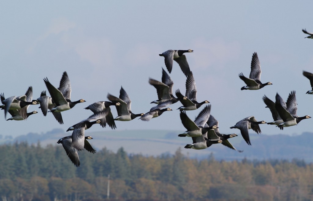 Barnacle geese (c) Richard Taylor-Jones