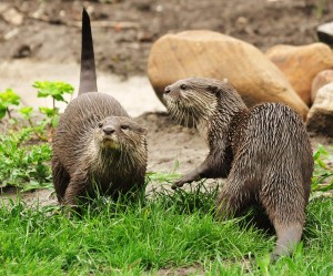 Asian short-clawed otters Rod and Musa, by Charlie Syme.