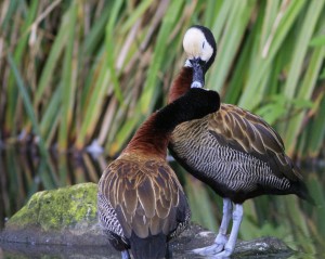 'Love at first kiss' by Louise Gibbon