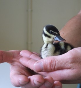 Red-billed whistling duckling.