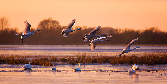 Whooper Swans at sunset
