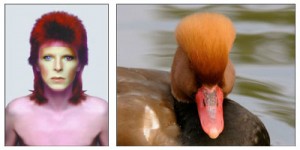 David Bowie and Red crested pochard - Justin de Villeneuve