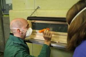 Checking the spoon-billed sandpipers on arrival at the City of London Corporation Animal Reception Centre at Heathrow