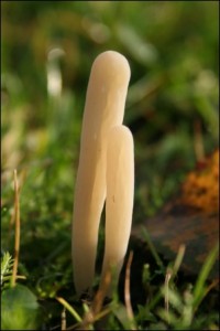 Pointed club fungus - Richard Bullock