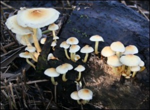 Sulphur tuft fungus - Richard Bullock