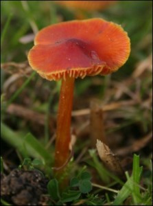Vermilion waxcap fungus - Richard Bullock