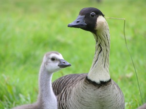 Nene (Hawaiian goose) - Kathleen Misajon