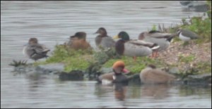 Red-crested pochard pair