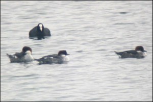 Smew - Yvonne Simmonds