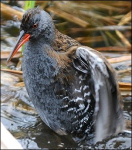 Water rail - Justin de Villeneuve