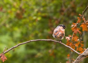 'Autumn plumage' by June Shaw from the autumn heat's Wetland Wildlife category.