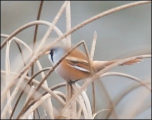 Bearded Tit - Oscar Dewhurst