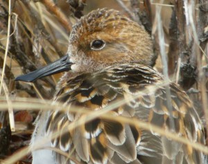 Spoon-billed Sandpiper corall bird 7 June 2011 MJMcGILL 001 (3)