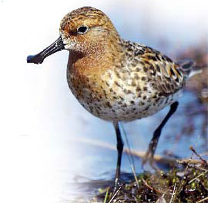 Spoon-billed Sandpiper