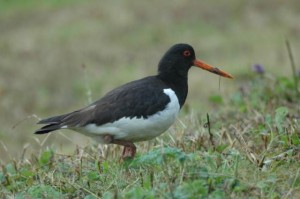 An oystercatcher