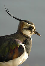 Lapwing